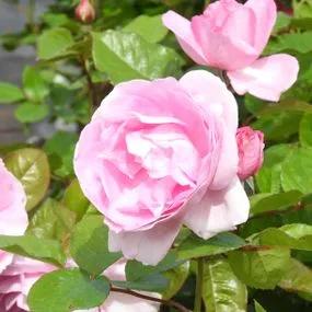 Mum in a Million Rose Hybrid Tea Rose (Rosa Mum in a Million) 4